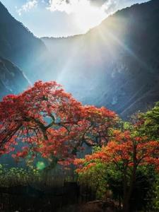 地狱阶梯上的向阳花 地狱阶梯上的向阳花